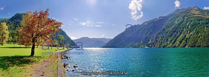 : Lake Achensee with autumn-coloured deciduous tree : Lake Achensee with autumn-coloured deciduous tree