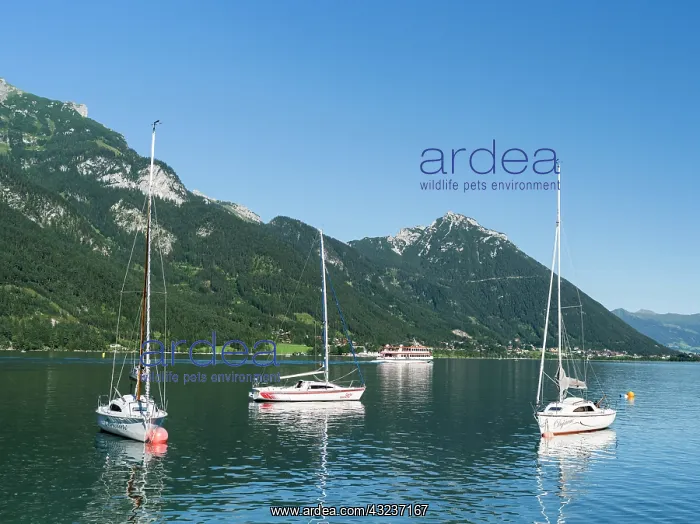: Lake Achensee in Tyrol, Austria. Sailing : Lake Achensee in Tyrol, Austria. Sailing