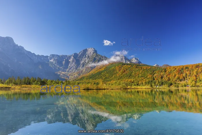 : Lake Almsee in autumn with a forest reflected in the lake : Lake Almsee in autumn with a forest reflected in the lake