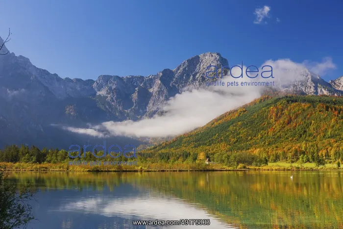 : Lake Almsee in autumn with a forest reflected in the lake : Lake Almsee in autumn with a forest reflected in the lake