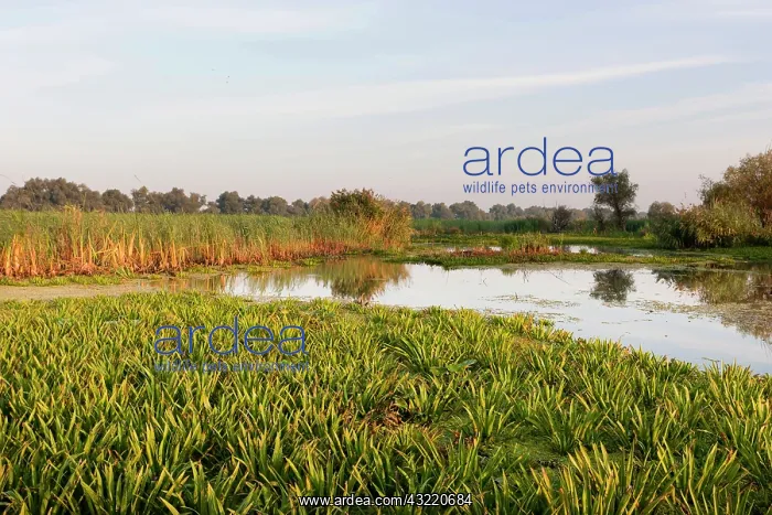 : Lake with aquatic plants in the Danube Delta : Lake with aquatic plants in the Danube Delta