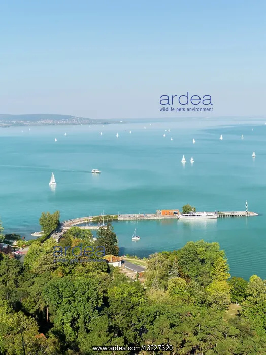 : Lake Balaton in Hungary, View from Tihany : Lake Balaton in Hungary, View from Tihany