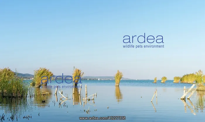 : Lake Balaton in Hungary, View from Tihany : Lake Balaton in Hungary, View from Tihany
