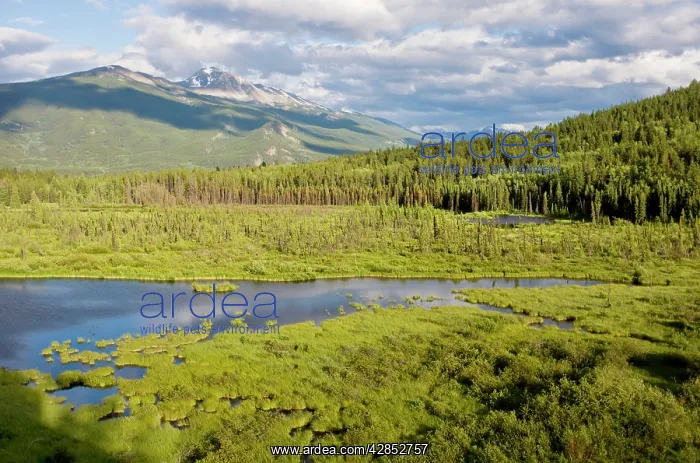 : Lake and bog at Cottonwood Slough : Lake and bog at Cottonwood Slough