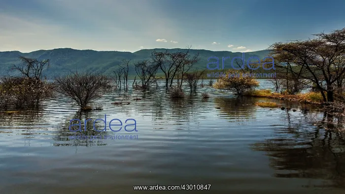 : Lake Bogoria flooded waters after the rains Lake : Lake Bogoria flooded waters after the rains Lake