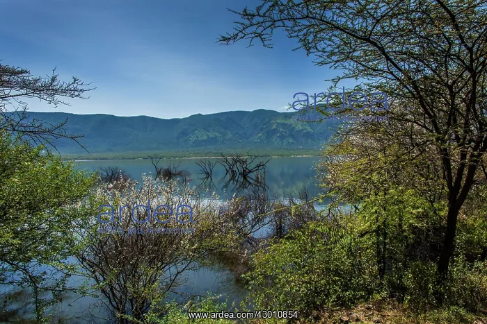 : Lake Bogoria flooded waters after the rains Lake : Lake Bogoria flooded waters after the rains Lake