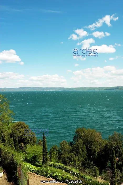 : Lake of Bolsena, View from Capodimonte : Lake of Bolsena, View from Capodimonte