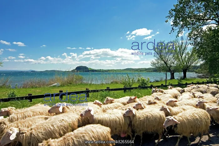 : Lake of Bolsena, View from San Magno area : Lake of Bolsena, View from San Magno area