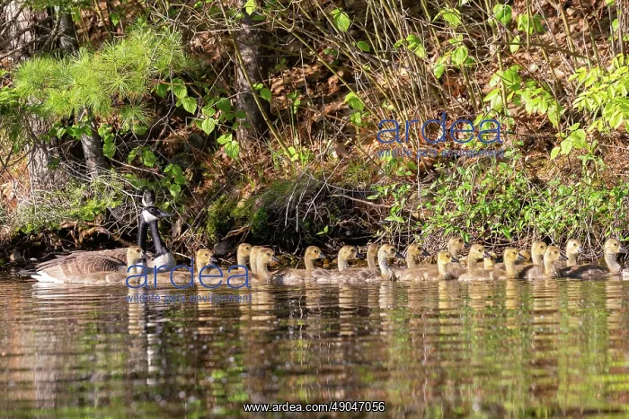 : LAKE AND CANADA GOOSE : LAKE AND CANADA GOOSE