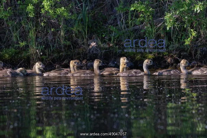 : LAKE AND CANADA GOOSE : LAKE AND CANADA GOOSE