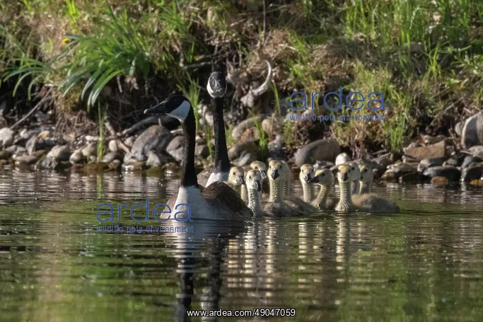 : LAKE AND CANADA GOOSE : LAKE AND CANADA GOOSE