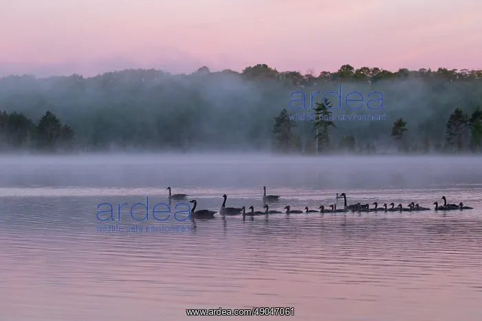 : LAKE AND CANADA GOOSE : LAKE AND CANADA GOOSE