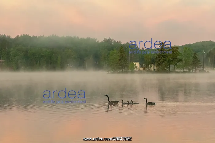 : LAKE AND CANADA GOOSE : LAKE AND CANADA GOOSE