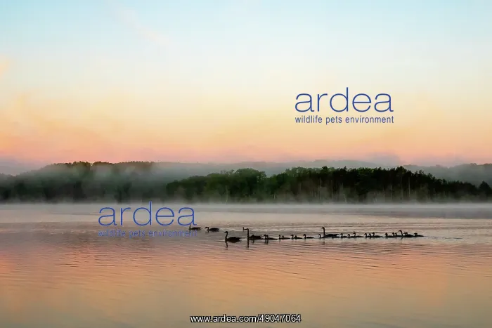 : LAKE AND CANADA GOOSE : LAKE AND CANADA GOOSE