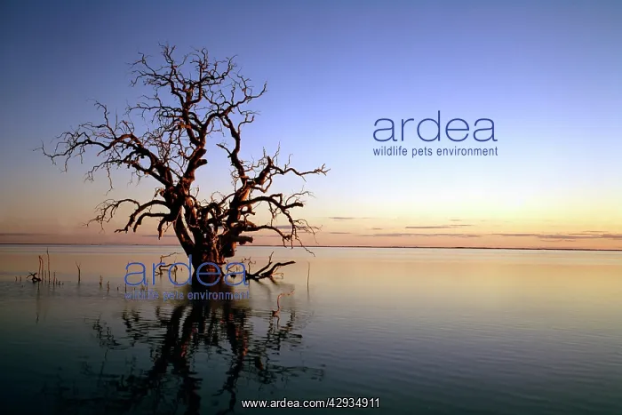 : Lake Cawndilla at dawn with drowned tree, Kinchega : Lake Cawndilla at dawn with drowned tree, Kinchega
