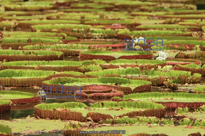 : A lake is completely covered with amazon water l : A lake is completely covered with amazon water l