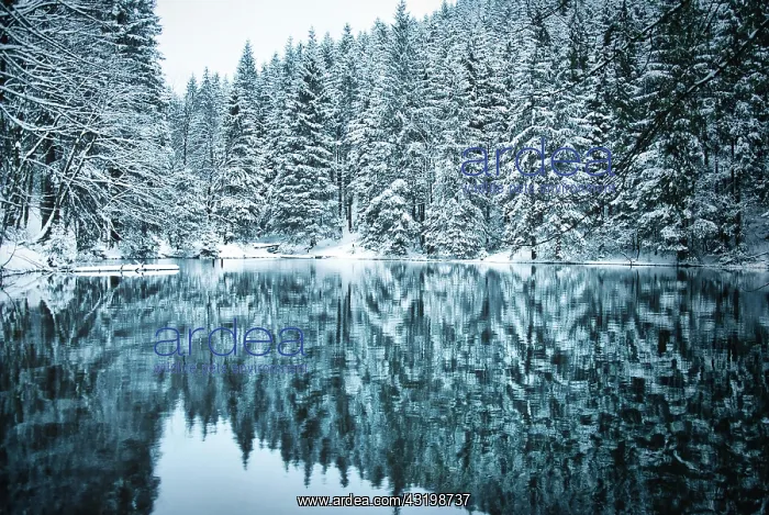  : Lake in coniferous forest with snow, Pfanntalsteich