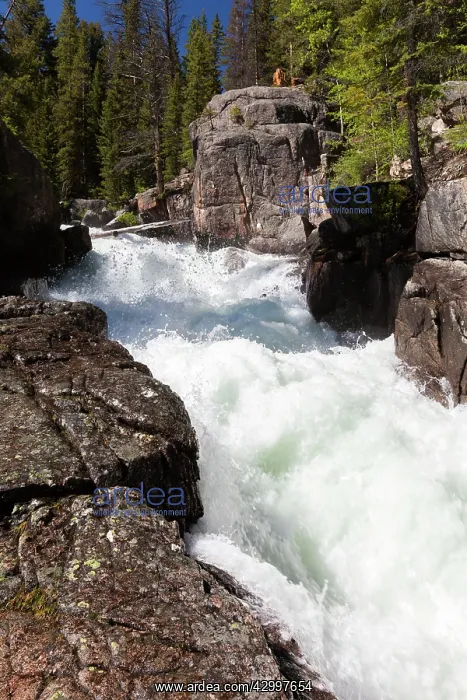  : Lake Creek Falls Beartooth Highway, Montana, USA
