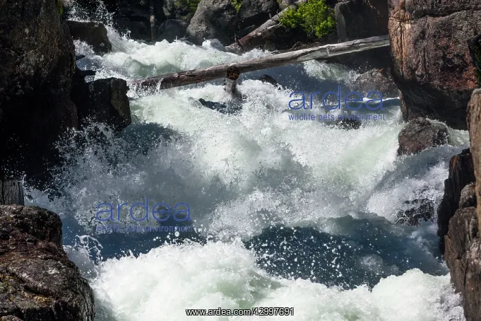  : Lake Creek Falls Beartooth Highway, Montana, USA