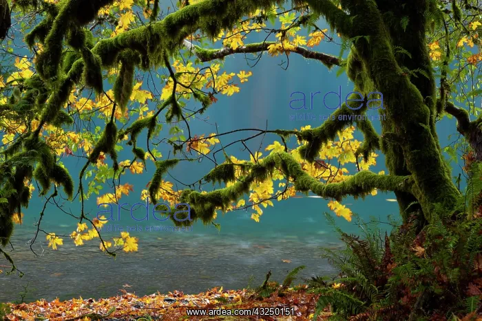 : Lake Crescent, Olympic National Park, Washington : Lake Crescent, Olympic National Park, Washington
