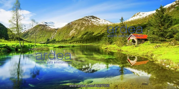 : Lake Dalevatnet, Sogn og Fjordane, Norway, Europe : Lake Dalevatnet, Sogn og Fjordane, Norway, Europe