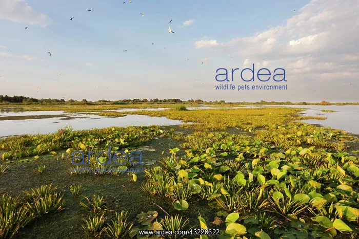 : Lake in the Danube Delta, Romania. Big willows : Lake in the Danube Delta, Romania. Big willows