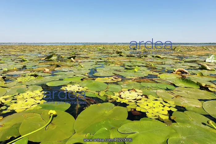 : Lake in the Danube Delta, Romania. Big willows : Lake in the Danube Delta, Romania. Big willows