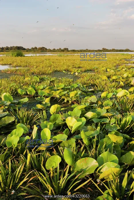  : Lake in the Danube Delta, Romania. Big willows