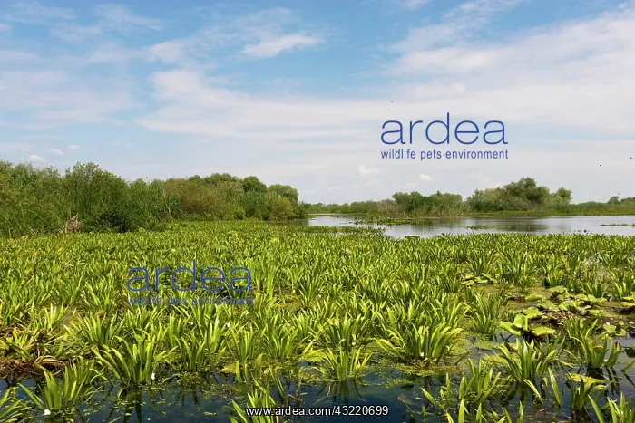 : Lake in the Danube Delta, Romania. Big willows : Lake in the Danube Delta, Romania. Big willows