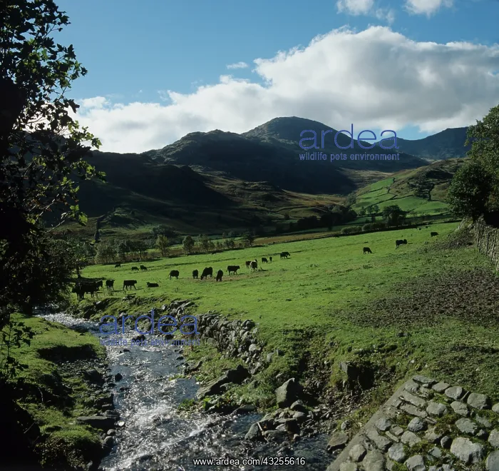 : Lake district farmland : Lake district farmland