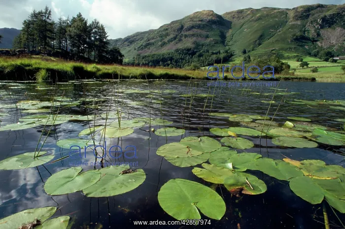 : Lake District - Little Langdale Tarn : Lake District - Little Langdale Tarn