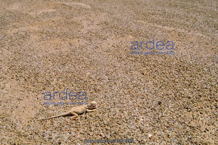 : Lake Eyre Dragon : Lake Eyre Dragon