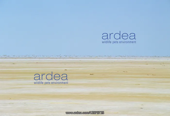 : Lake Eyre - dry - Lake Eyre National Park : Lake Eyre - dry - Lake Eyre National Park