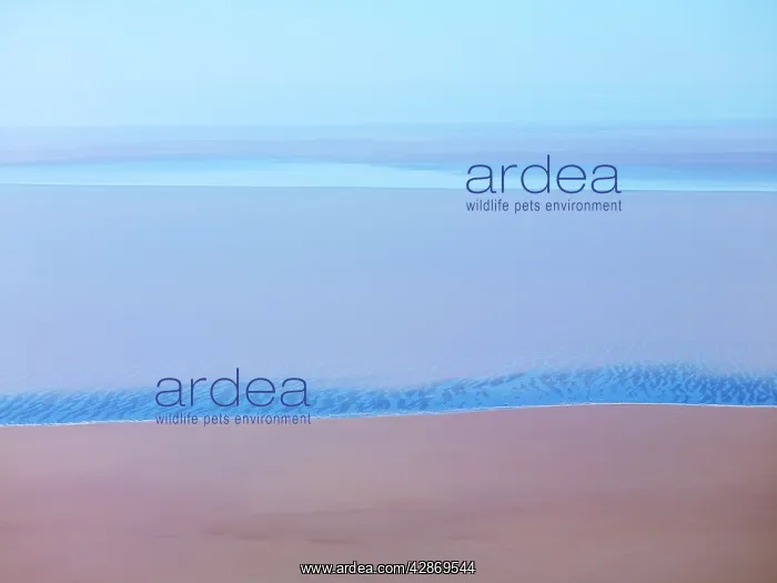 : Lake Eyre north South Australia. 2009 flood : Lake Eyre north South Australia. 2009 flood