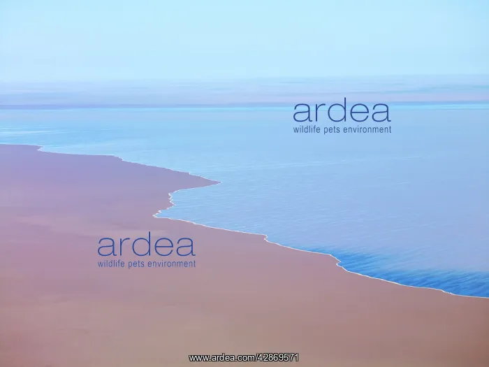 : Lake Eyre north South Australia. 2009 flood : Lake Eyre north South Australia. 2009 flood