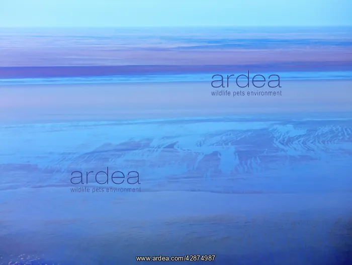 : Lake Eyre north South Australia. 2009 flood : Lake Eyre north South Australia. 2009 flood
