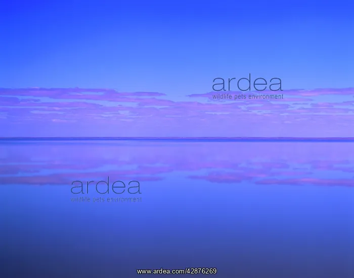 : Lake Eyre South, filled : Lake Eyre South, filled