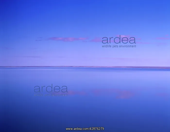 : Lake Eyre South filled : Lake Eyre South filled