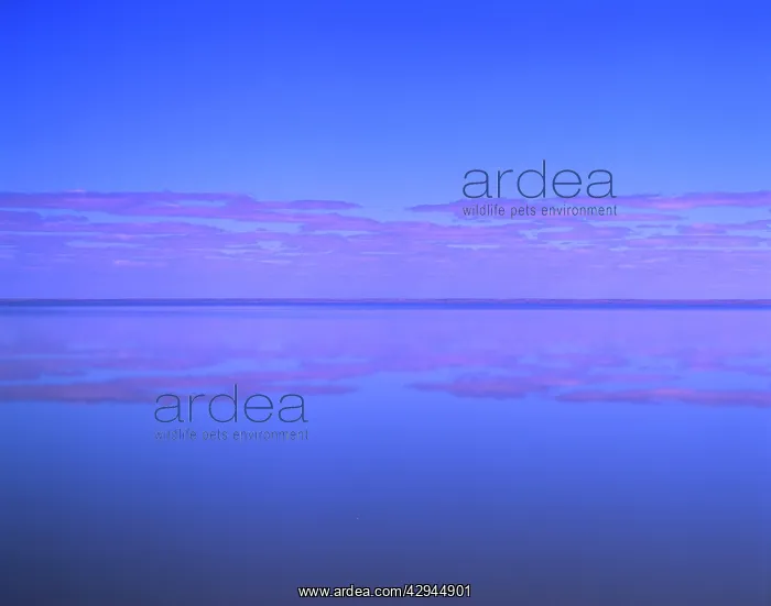 : Lake Eyre South - filled. Dry salt lake that floods : Lake Eyre South - filled. Dry salt lake that floods