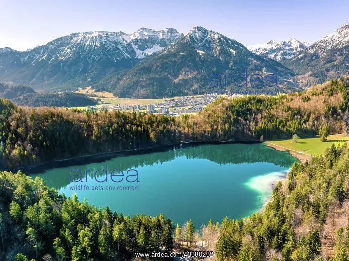 : Lake in the forest with mountain panorama, Alatsee : Lake in the forest with mountain panorama, Alatsee