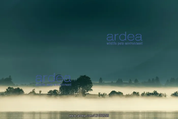 : Lake Forggensee with small group of trees in fog : Lake Forggensee with small group of trees in fog