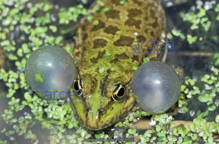 : Lake Frog - calling with vocal sac inflated : Lake Frog - calling with vocal sac inflated