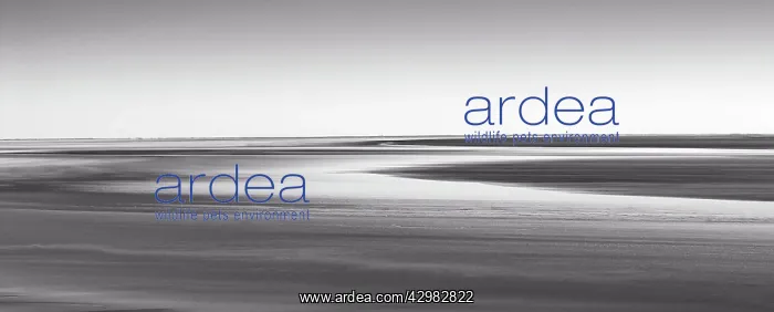 : Lake Gairdner : Lake Gairdner