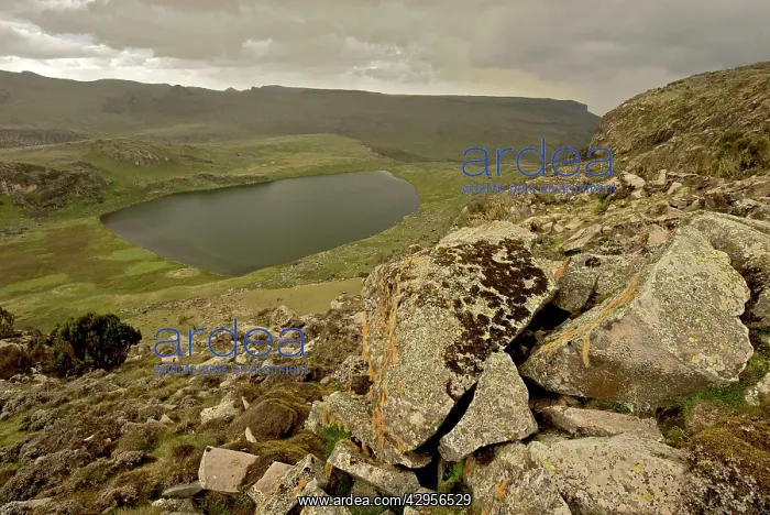 : Lake Garba Guracha : Lake Garba Guracha