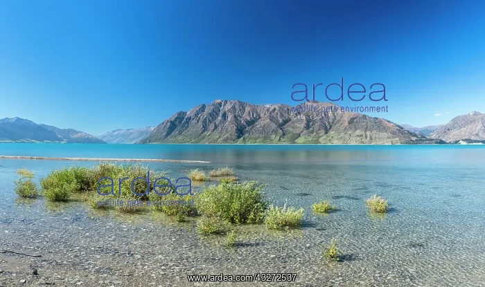 : Lake Hawea, clear lake with mountains, Otago region : Lake Hawea, clear lake with mountains, Otago region