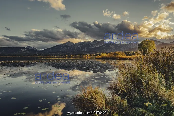 : Lake Hopfensee in the Allgau in autumn with warm sunset light against a picturesque Alpine backdrop : Lake Hopfensee in the Allgau in autumn with warm sunset light against a picturesque Alpine backdrop