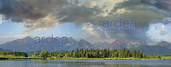 : Lake Hopfensee with Allgcu Alps, Hopfen am See : Lake Hopfensee with Allgcu Alps, Hopfen am See