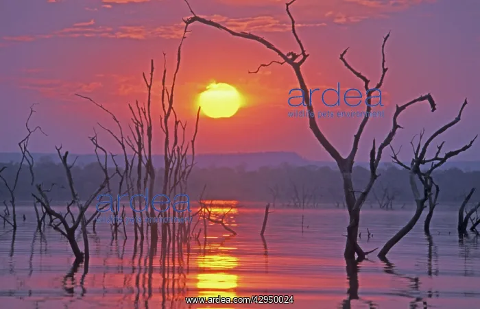 : Lake Kariba - Sunset over drowned trees : Lake Kariba - Sunset over drowned trees
