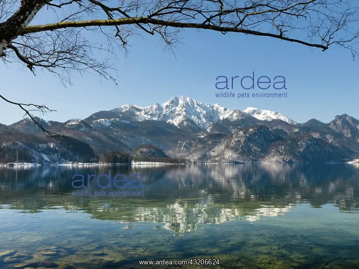 : Lake Kochelsee at village Kochel am See during winter : Lake Kochelsee at village Kochel am See during winter
