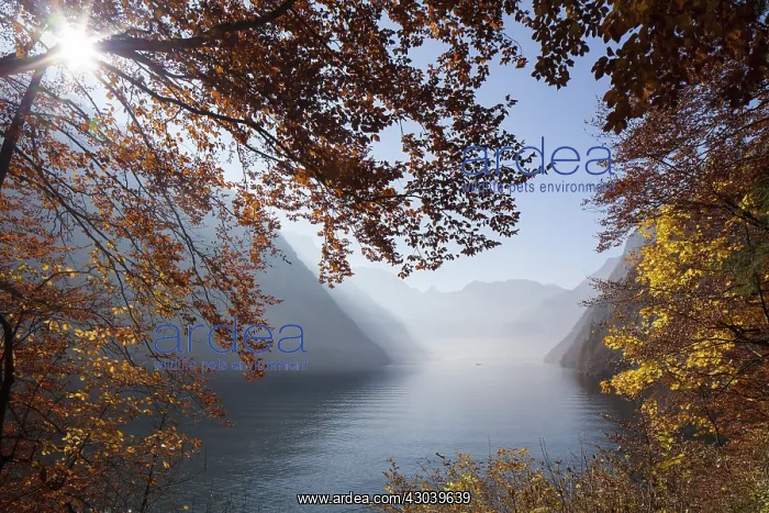 : Lake Koenigssee autumn as seen from Malerwinkel : Lake Koenigssee autumn as seen from Malerwinkel